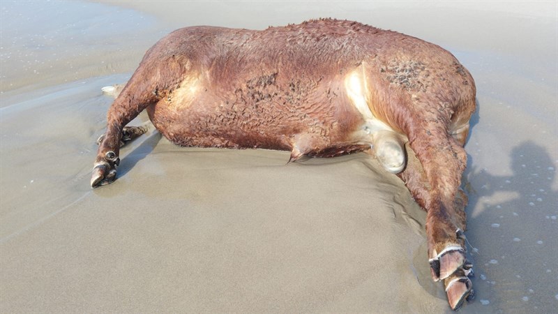 La carcassa di un grosso animale sulla battigia: triste ritrovamento a Castellaneta Marina