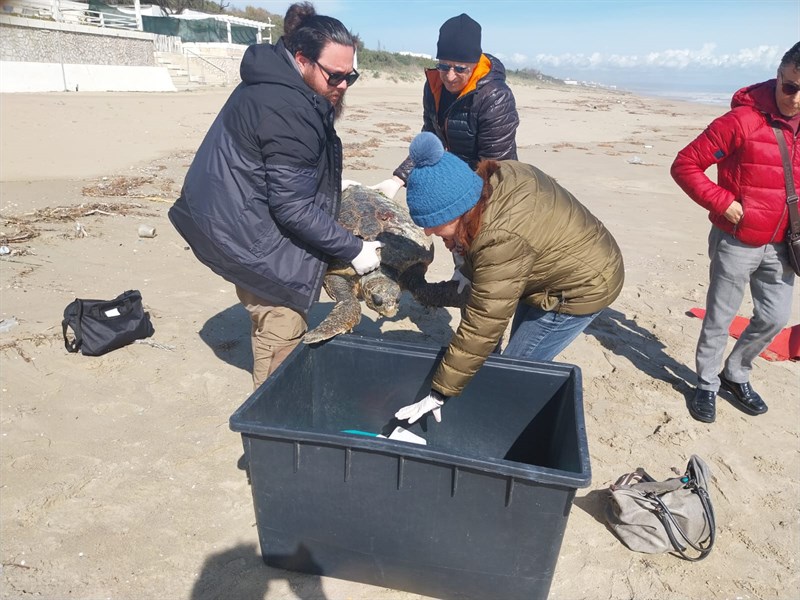 Tartaruga spiaggiata a Castellaneta Marina: salvata dai volontari