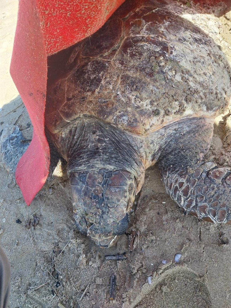 Tartaruga spiaggiata a Castellaneta Marina: salvata dai volontari