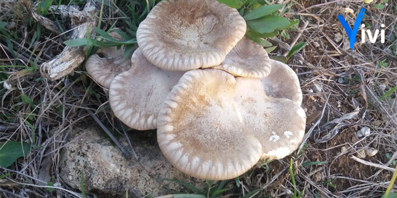 Funghi