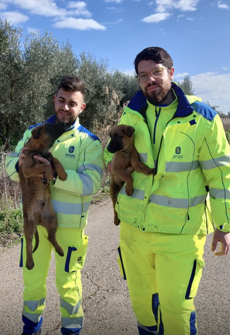 Cuccioli tratti in salvo