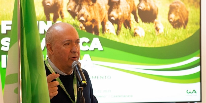 Due feriti gravi per un cinghiale in attraversamento,  Cia Due Mari: «Tragedia sfiorata ma annunciata troppe volte»