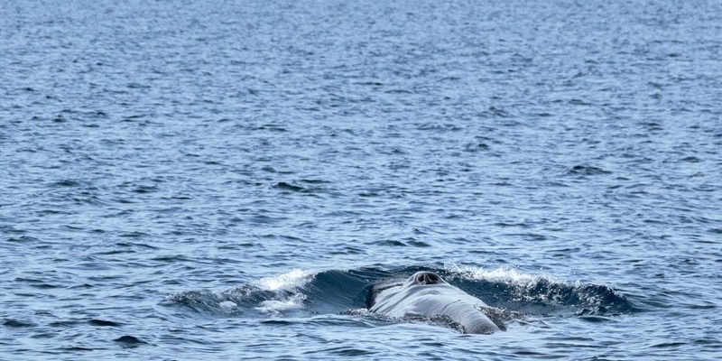 Avvistata una balenottera comune nel golfo di Taranto