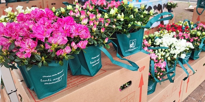 L’Azalea della Ricerca Airc approda in piazza Giovanni Paolo II