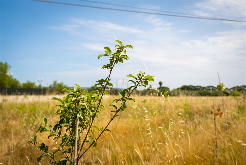 Inaugurato a Ginosa un nuovo bosco urbano realizzato grazie al sostegno di FINESTRENURITH