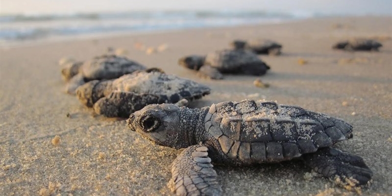 Doppio nido di Caretta caretta a Castellaneta Marina, per proteggerli ecco il “Tarta Beach Tour”