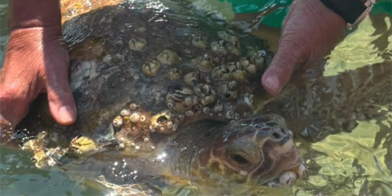 Lieto fine per "Piero": tartaruga salvata dai bagnini di Castellaneta Marina