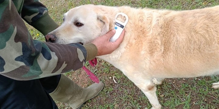 L'iniziativa: microchip gratuiti per cani e gatti domestici