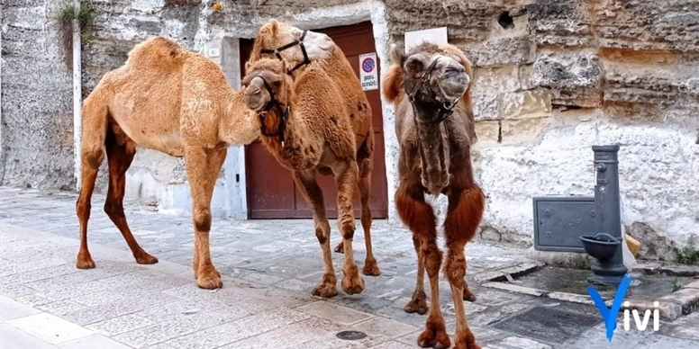 ViviWebTv Massafra Ciak si gira cammelli e dromedari in via Muro