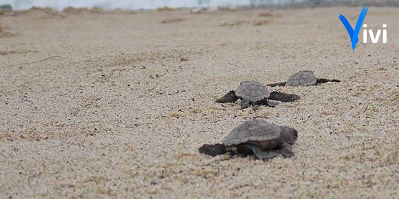 Ecco "Life Turtlenest": a Palagiano la presentazione del progetto di tutela delle tartarughe marine