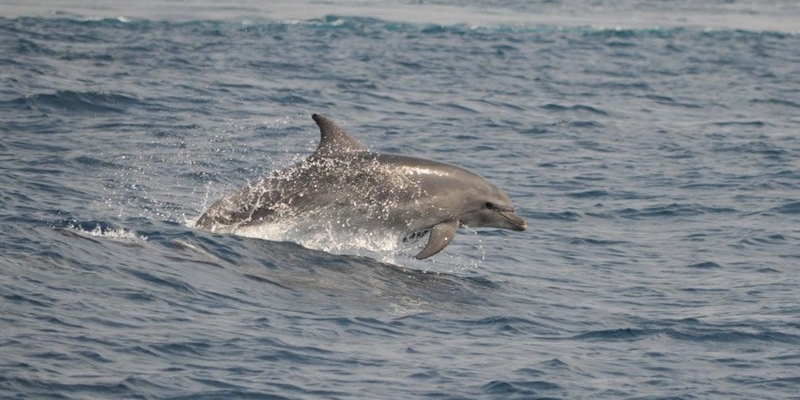 Ketos e il San Paolo Dolphin refuge per il benessere dei delfini