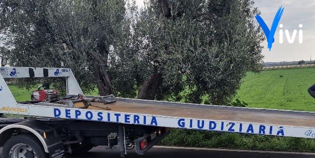Auto contro un albero: perde la vita un castellanetano