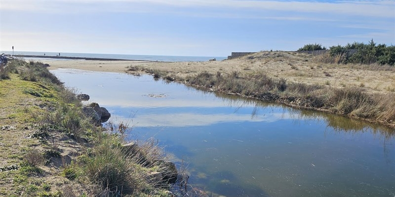 Emergenza alla foce del Lenne: volontari in campo per proteggere la biodiversità