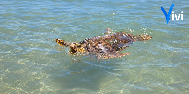 Tartaruga marina in difficoltà soccorsa a Castellaneta Marina