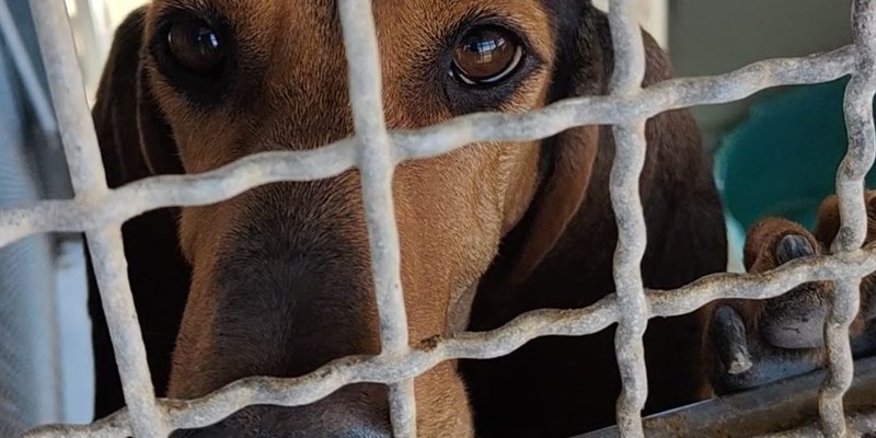 Casa a 4 zampe: Pippo cerca un'adozione dal cuore grande