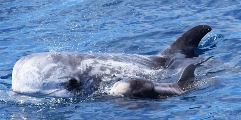 Anche per i grampi il Golfo di Taranto è la “culla dei cetacei”