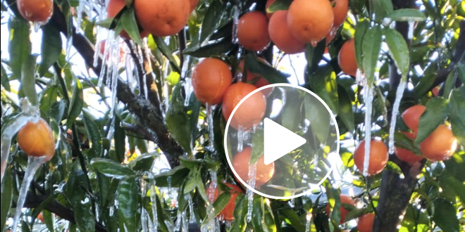 Gelate notturne nel Tarantino: la Cia lancia l'allarme, i comuni scrivono in Regione