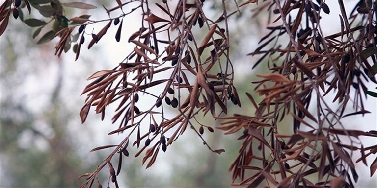 Xylella in Puglia Xylella in Puglia