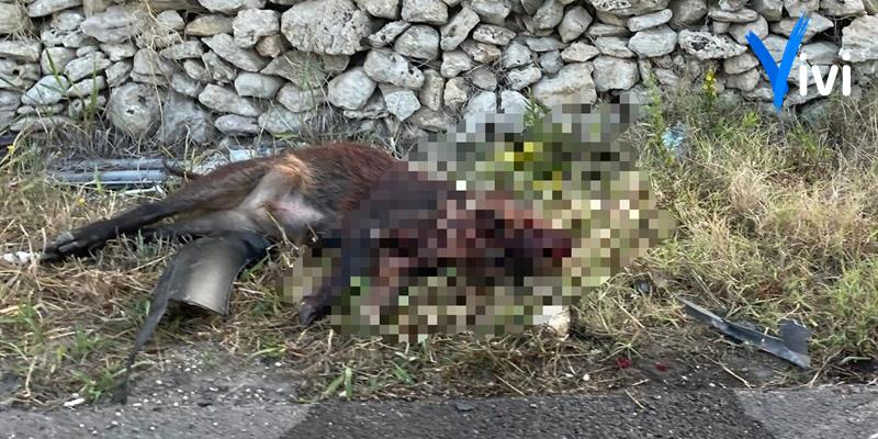 Cinghiale in strada: scontro tra mezzi, un anziano in ospedale