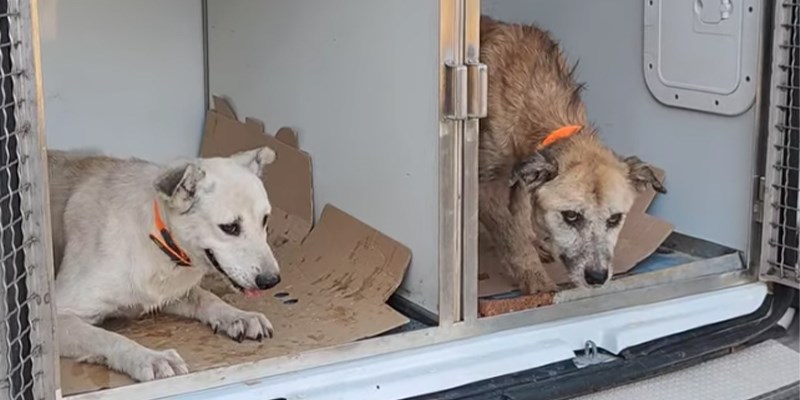Obiettivo «Svuota canili»: a Castellaneta liberati i primi due cani