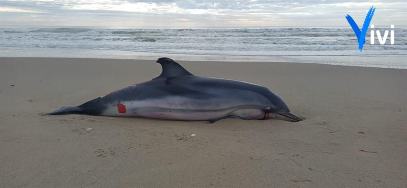 Triste ritrovamento: delfino spiaggiato a Castellaneta Marina