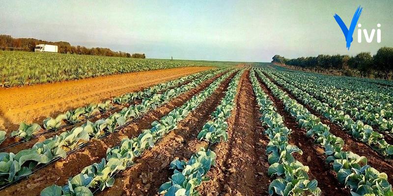 Agricoltura e territorio: i comuni del Tarantino chiedono un confronto urgente in Regione