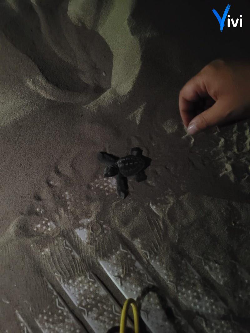 I piccoli di Caretta caretta mentre raggiungono il mare