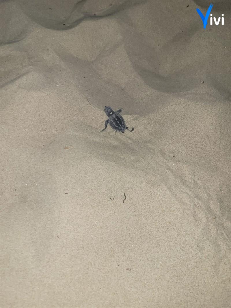 I piccoli di Caretta caretta mentre raggiungono il mare