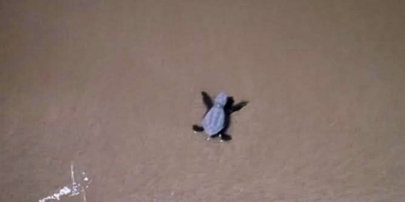 Schiusa a Pino di Lenne: nate le prime tartarughe Caretta Caretta