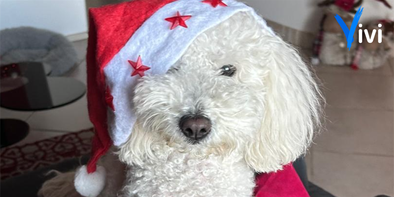 Pet Parade Christamas: a Palagianello il Natale è anche a 4 zampe