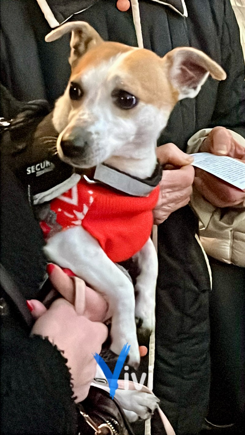 Benedizione degli animali: al via il Carnevale di Massafra