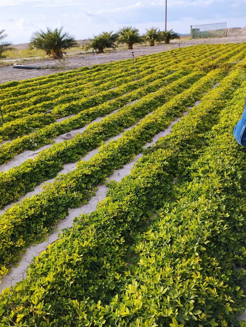 L’arachide in Puglia: una filiera innovativa per l’agricoltura italiana