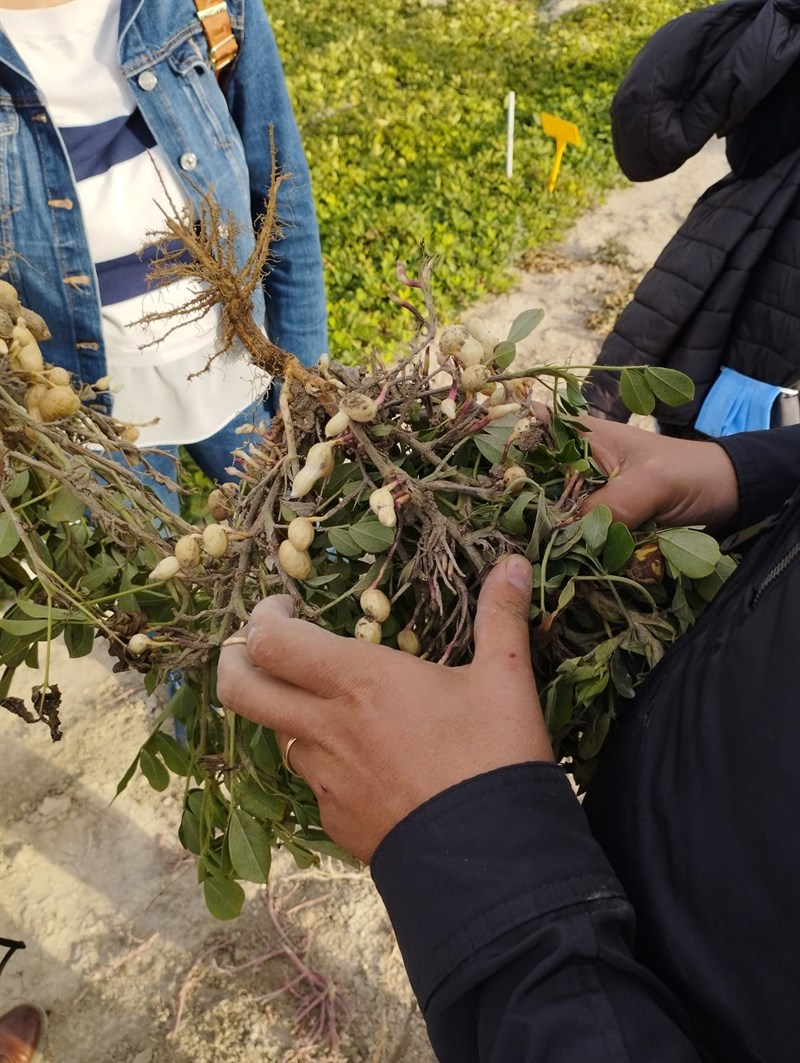 L’arachide in Puglia: una filiera innovativa per l’agricoltura italiana