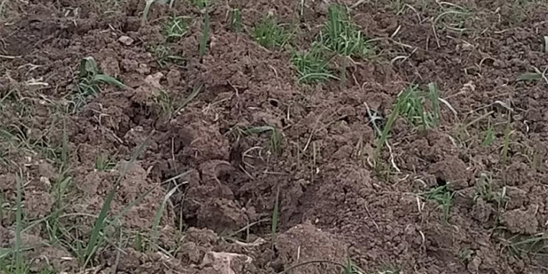 Cinghiali in azione: danni alle colture in contrada Caccamone