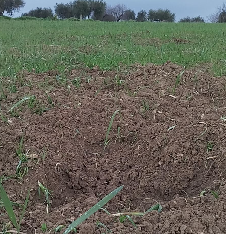 danni causati dai cinghiali