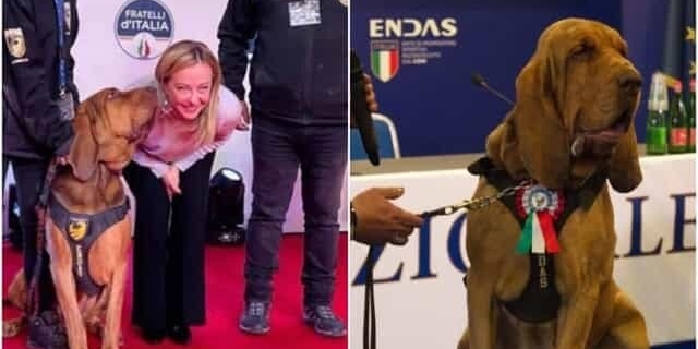 Autopsia del cane Bruno, veterinario castellanetano nominato perito di parte