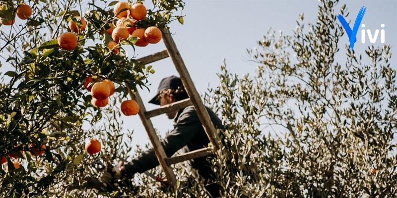Barreca confermata presidente del consorzio di tutela Igp Clementine del Golfo di Taranto