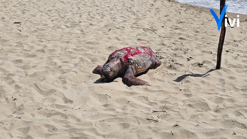 La tartaruga ritrovata