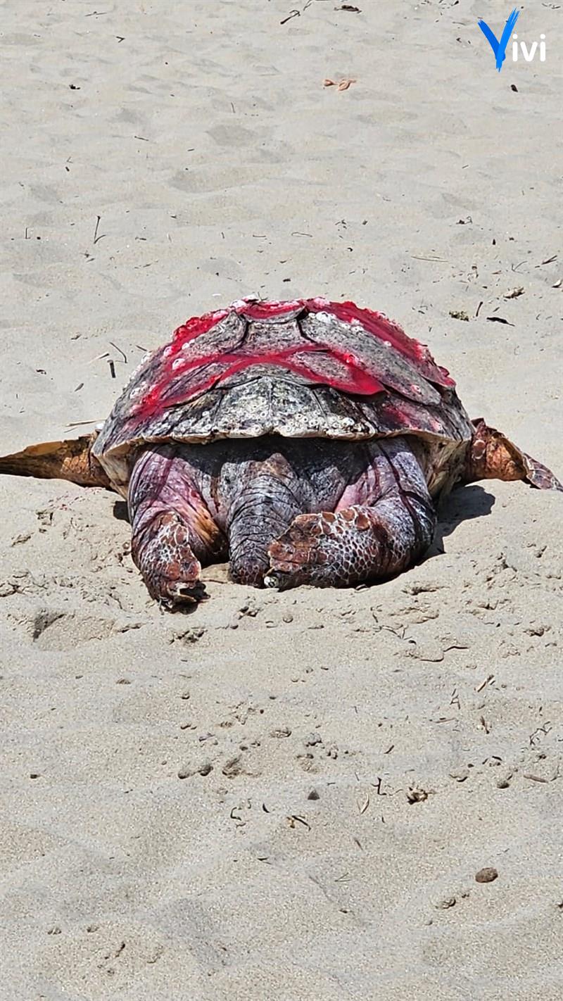 La tartaruga ritrovata