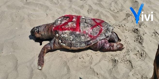 Tartaruga spiaggiata: carcassa identificata sulla spiaggia di Chiatona