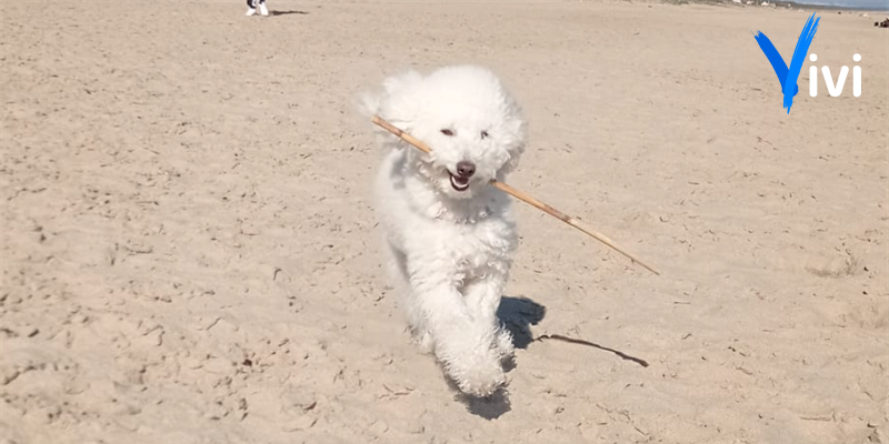 cane in spiaggia