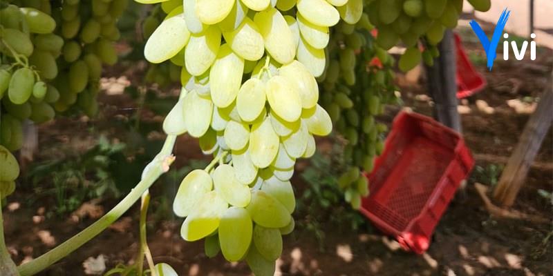 Ladri in azione nelle campagne di Castellaneta Marina: rubati 10 quintali d'uva