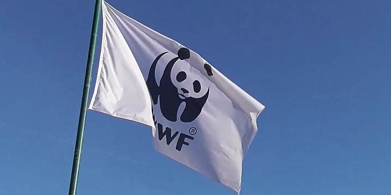 WWF WWF