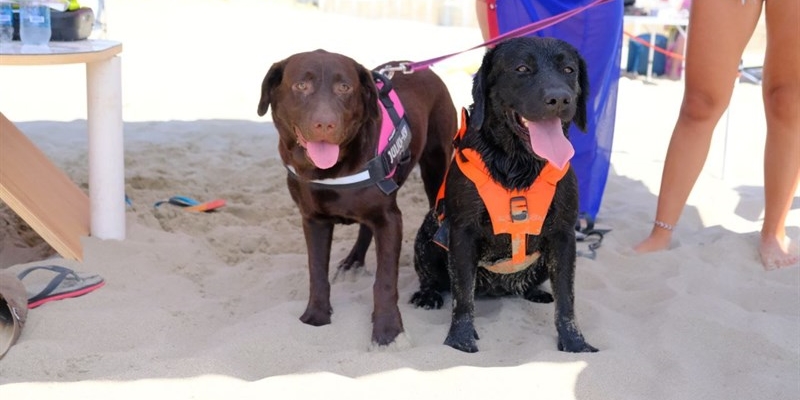 Spiagge più sicure: a Marina di Ginosa arrivano i cani bagnino