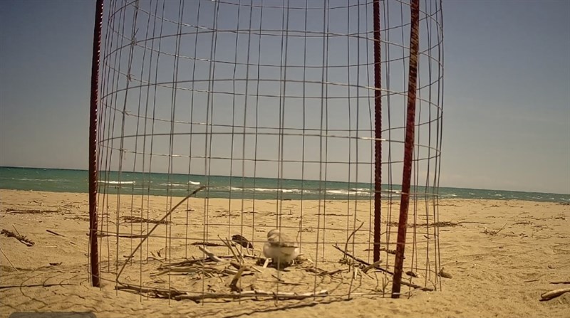 Tornano i fratini sulla spiaggia di Castellaneta Marina
