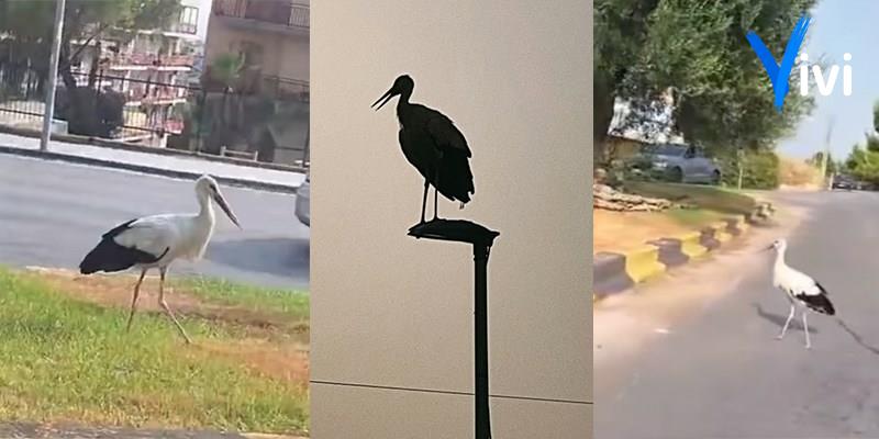Il sopralluogo della natura: una cicogna a spasso per Castellaneta