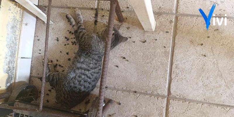 Gatti avvelenati in strada: le ultime da Palagianello