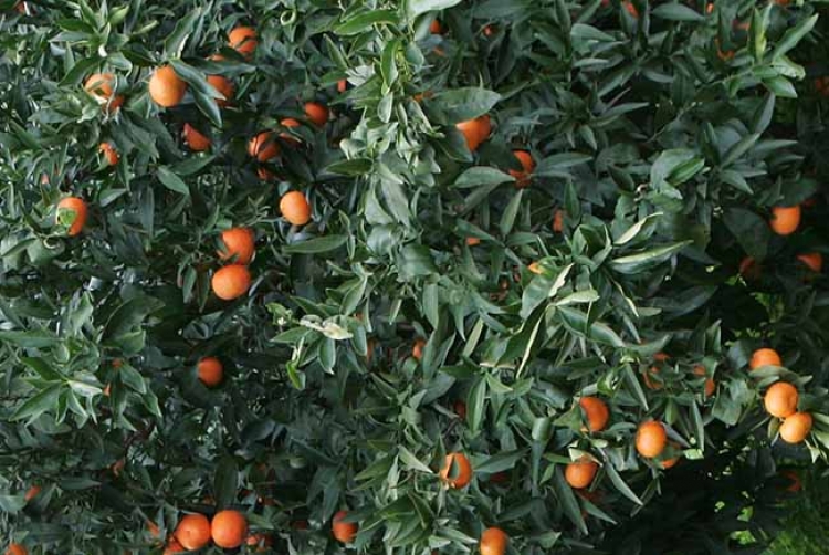 CIA: «AGRUMICOLTURA IN PROVINCIA DI TARANTO IN GRAVE CRISI»
